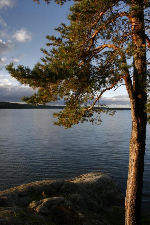 Naturens värde. Foto: Anita Nykänen